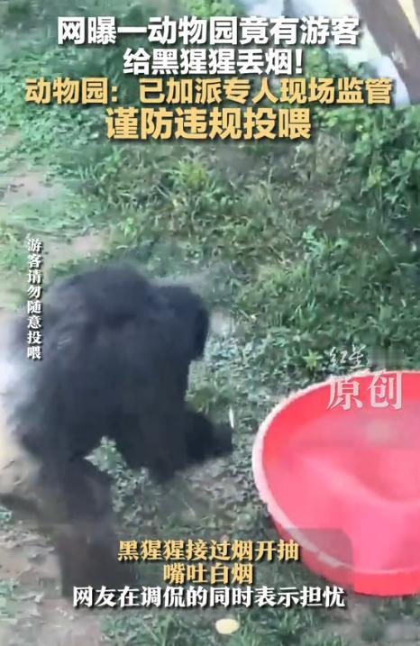 太炸裂了！山东威海，一游客往动物园里丢了一节白色的东西，一只猩猩看到后，以为是吃