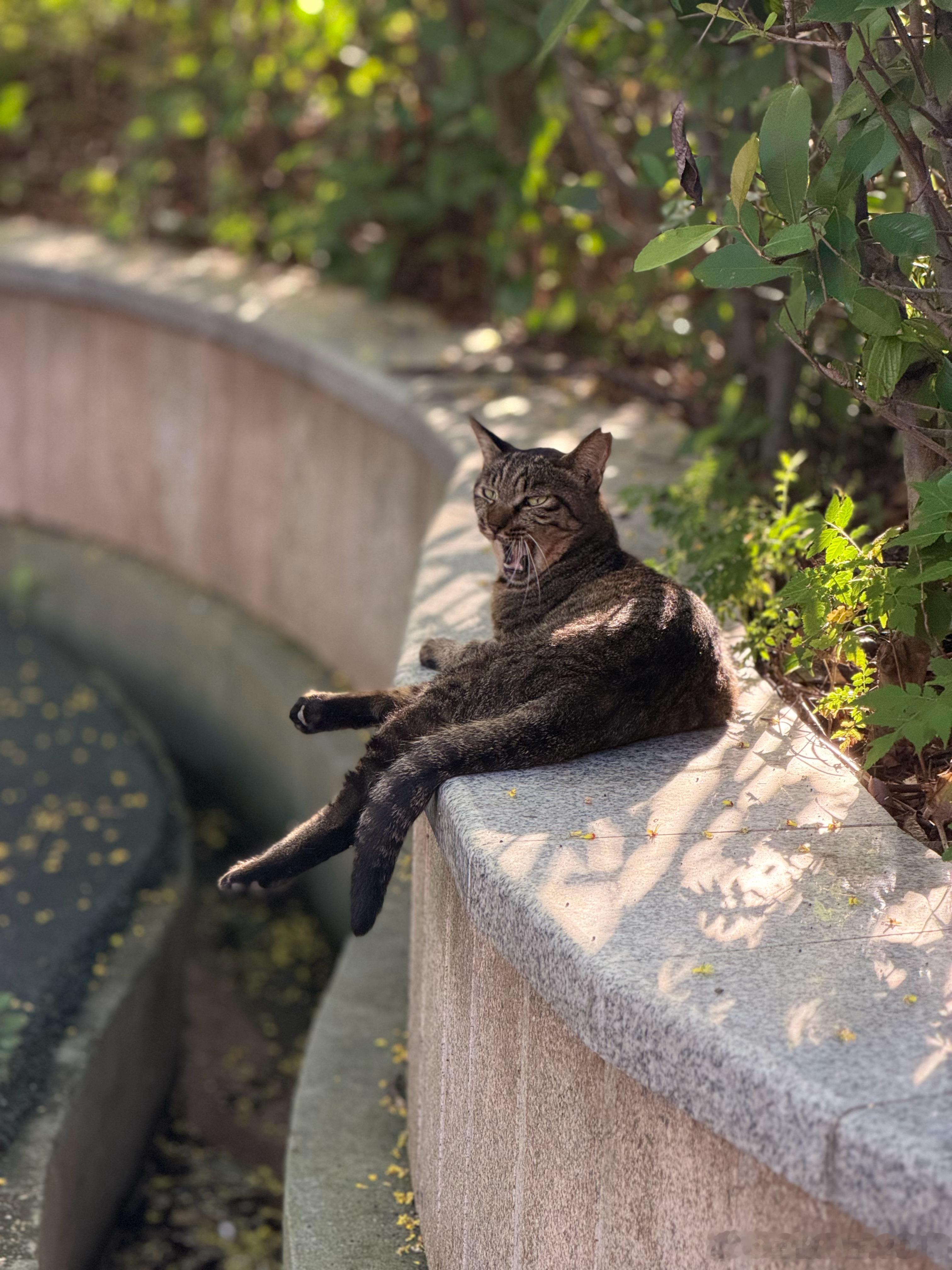 栾树开始为大地写信，无需邮差也无需地址。闲散的猫咪是阅读者，写了什么他啥也不说。