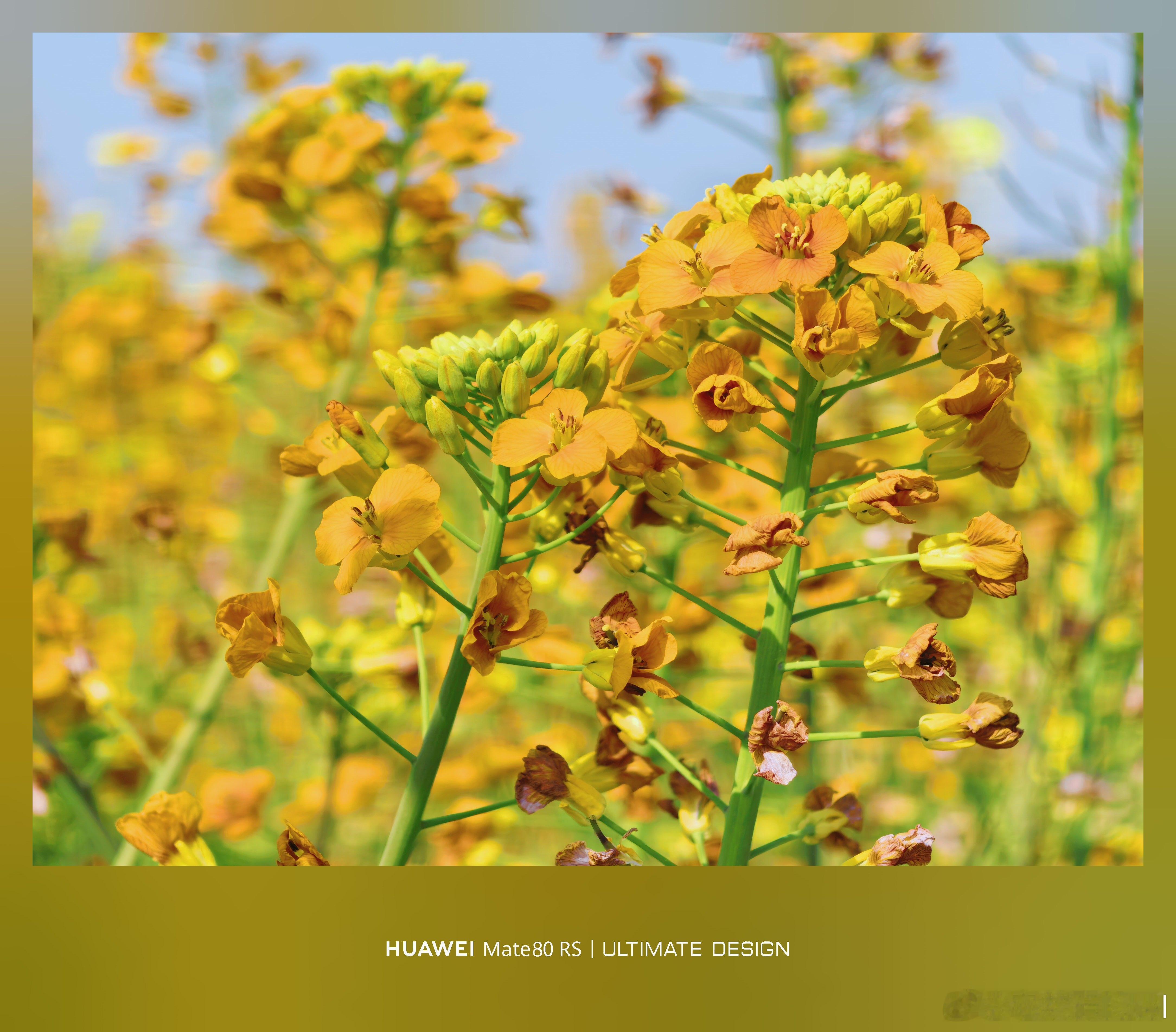 成都春天的油菜花花，太好看啦 成都·天府农博园