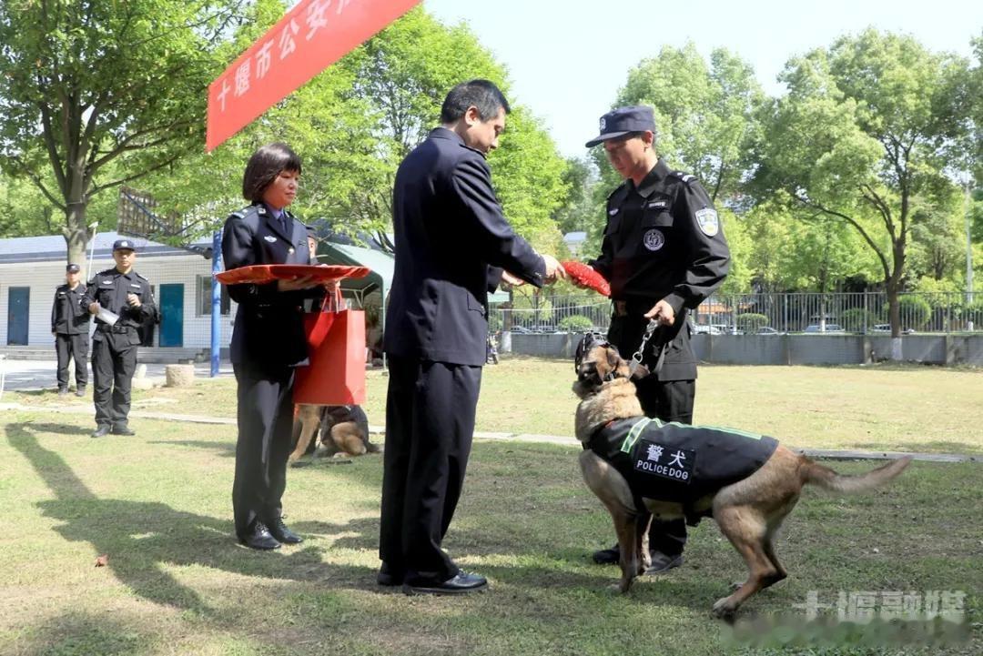 十堰 数次立功！12岁灵珑、9岁天狼，从十堰警队退役十堰爆料 十堰晚报 9岁天狼