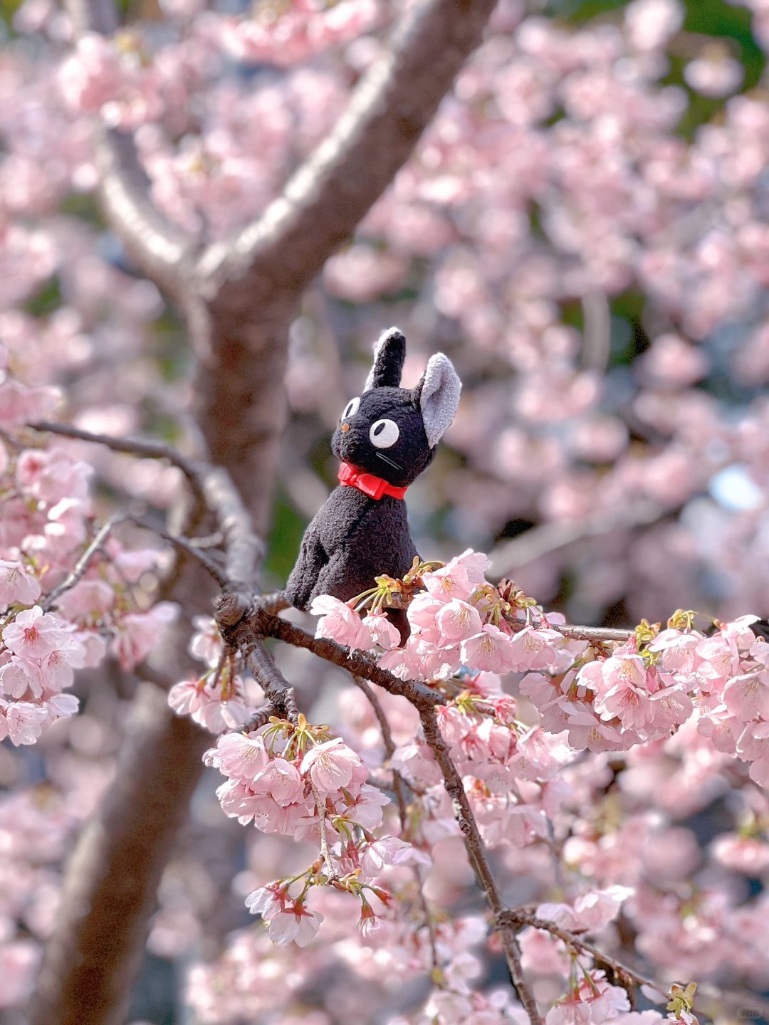 小众赏樱｜上海市区的绝美赏樱地