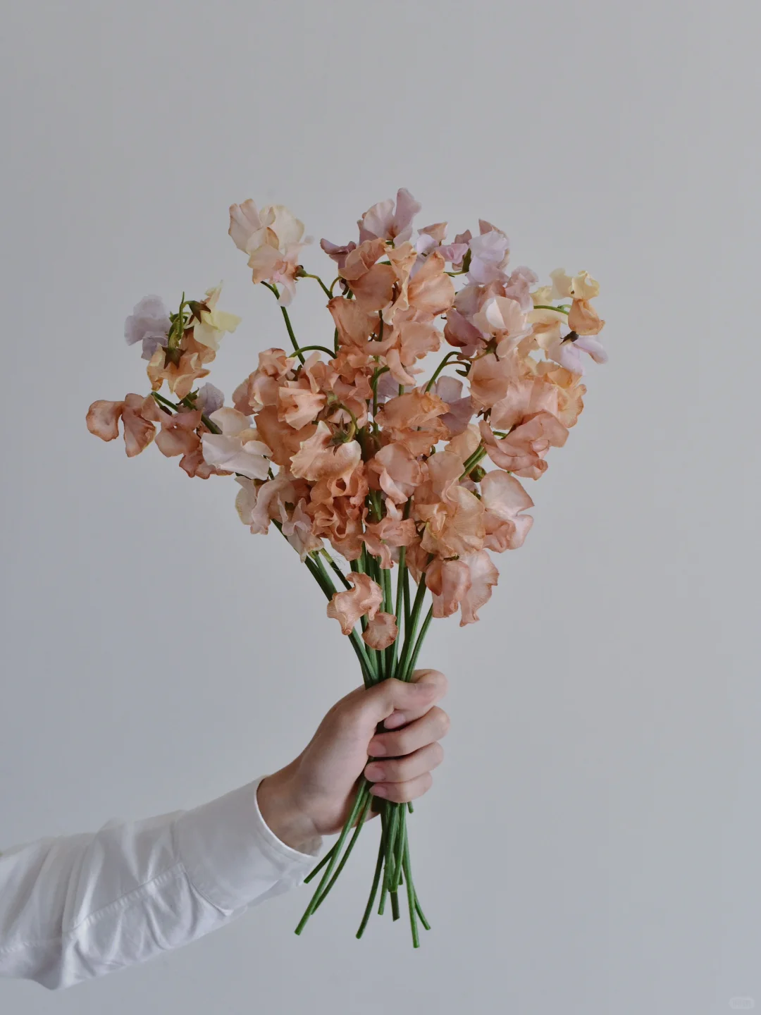 日本香豌豆·Girls talk