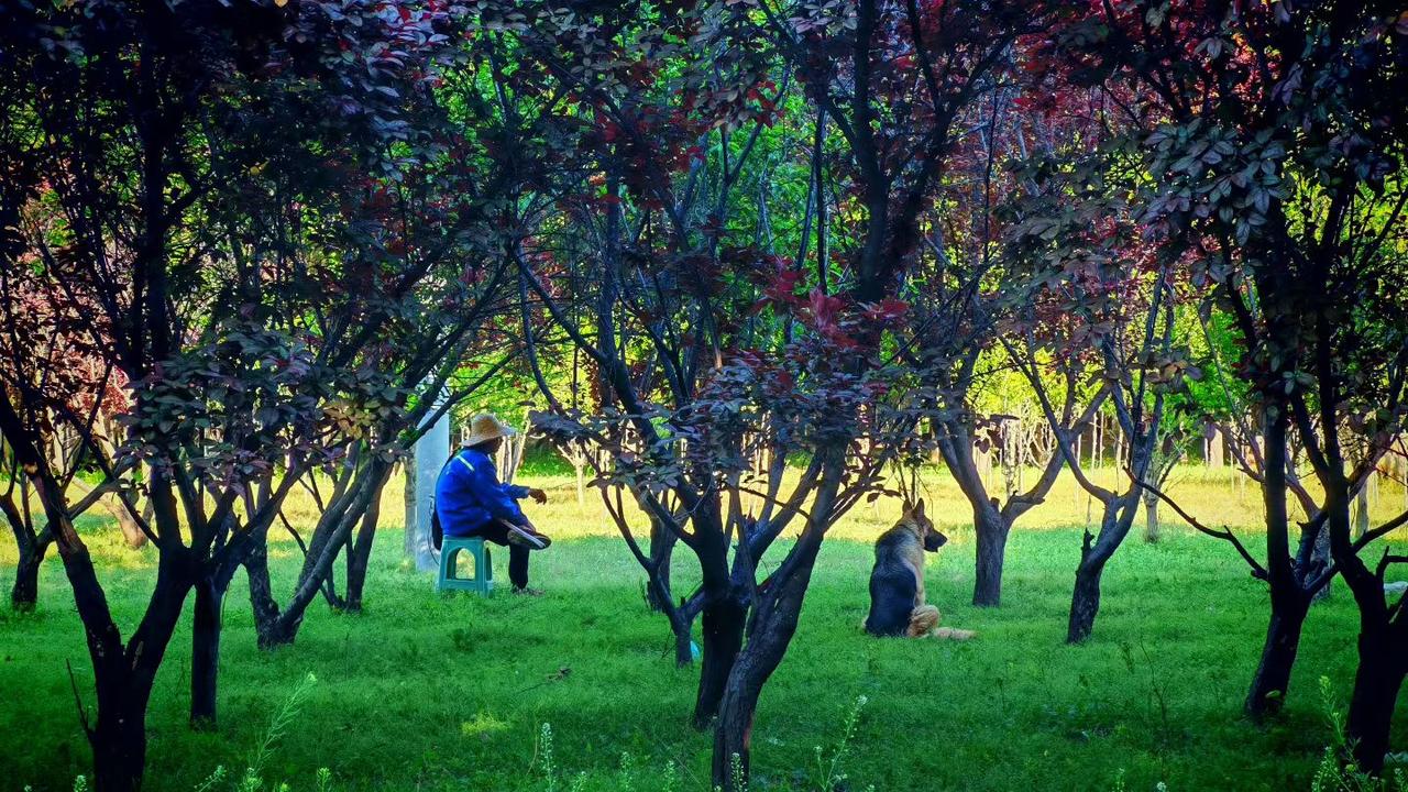 朋友看图赋诗一首分享给友友们！
《老汉放羊》
老汉草地放棉羊，
黄犬东西赶羊忙。