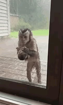 说实话
我不敢开门
这家伙看起来好像不太有善[泪奔]