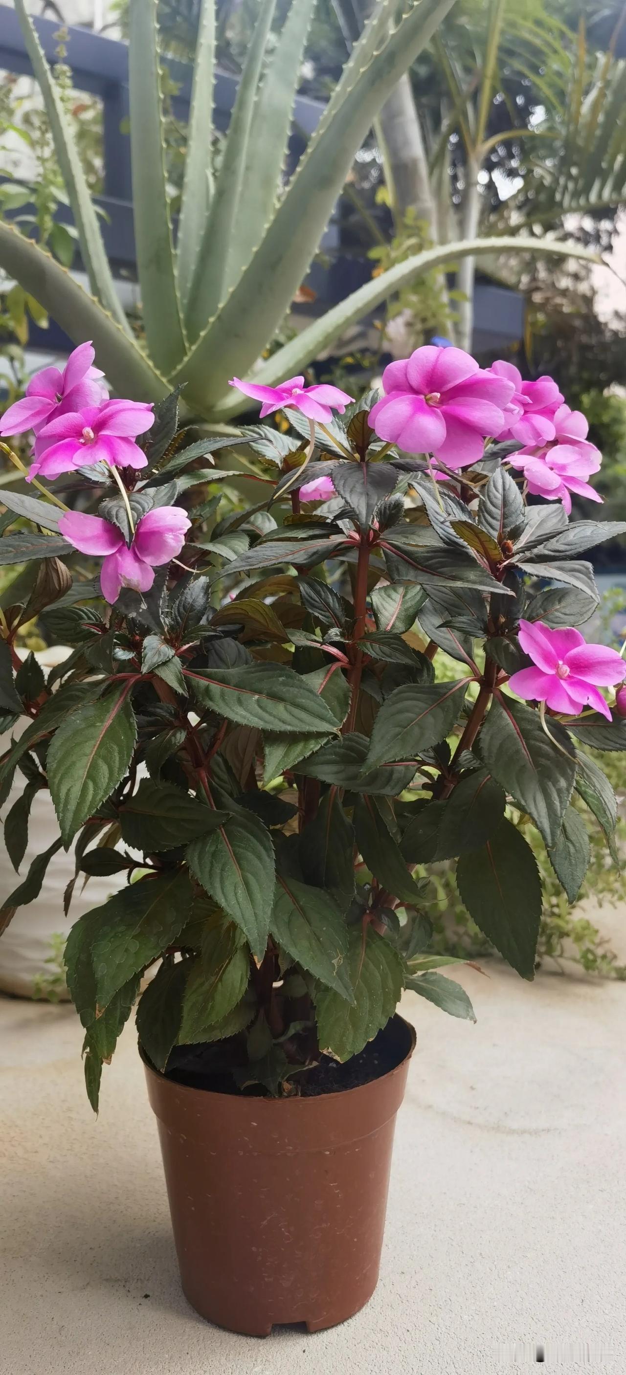楼下漂亮的花