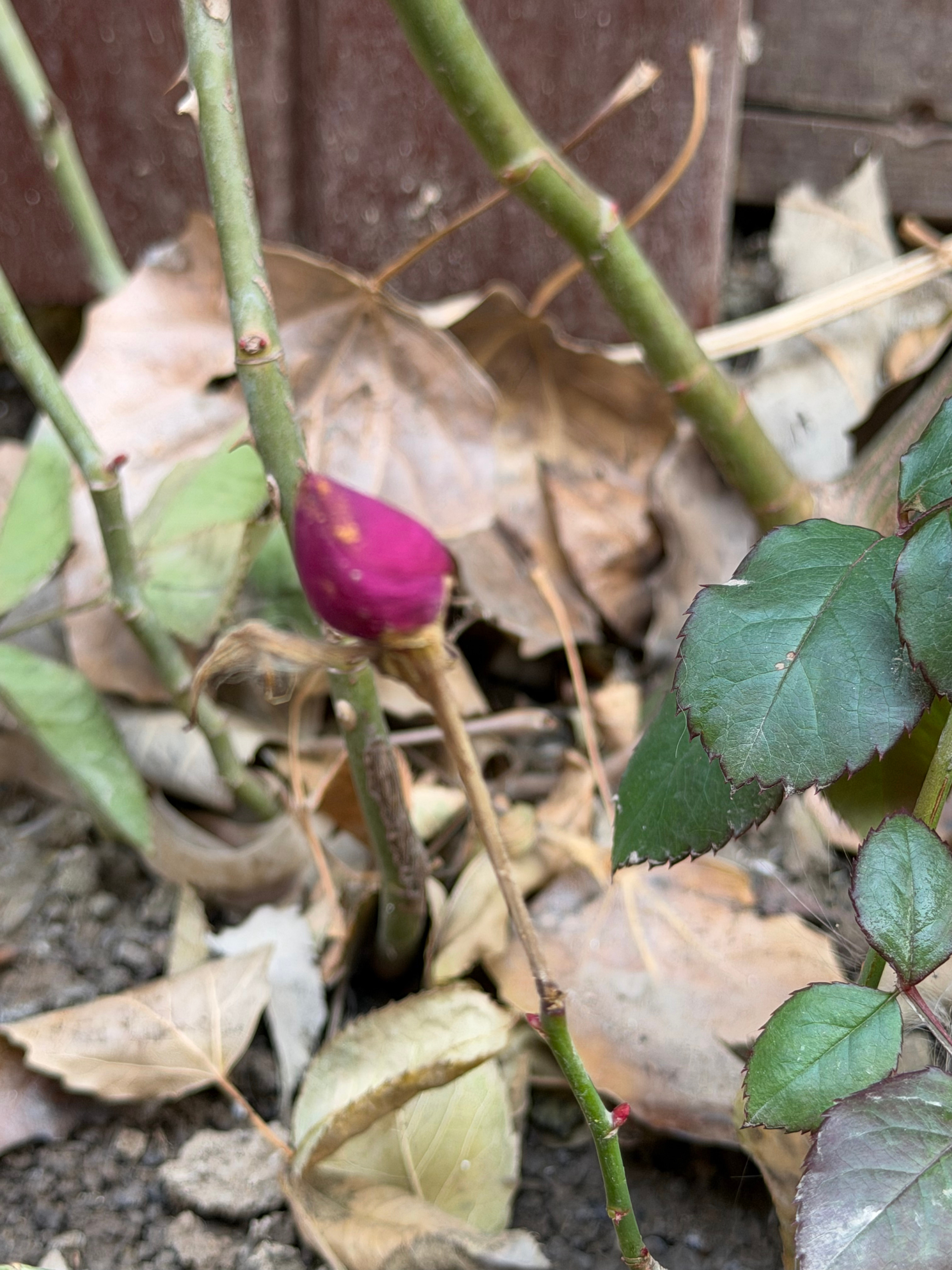 小李飞车 玫瑰长花骨朵了！春暖花开真好