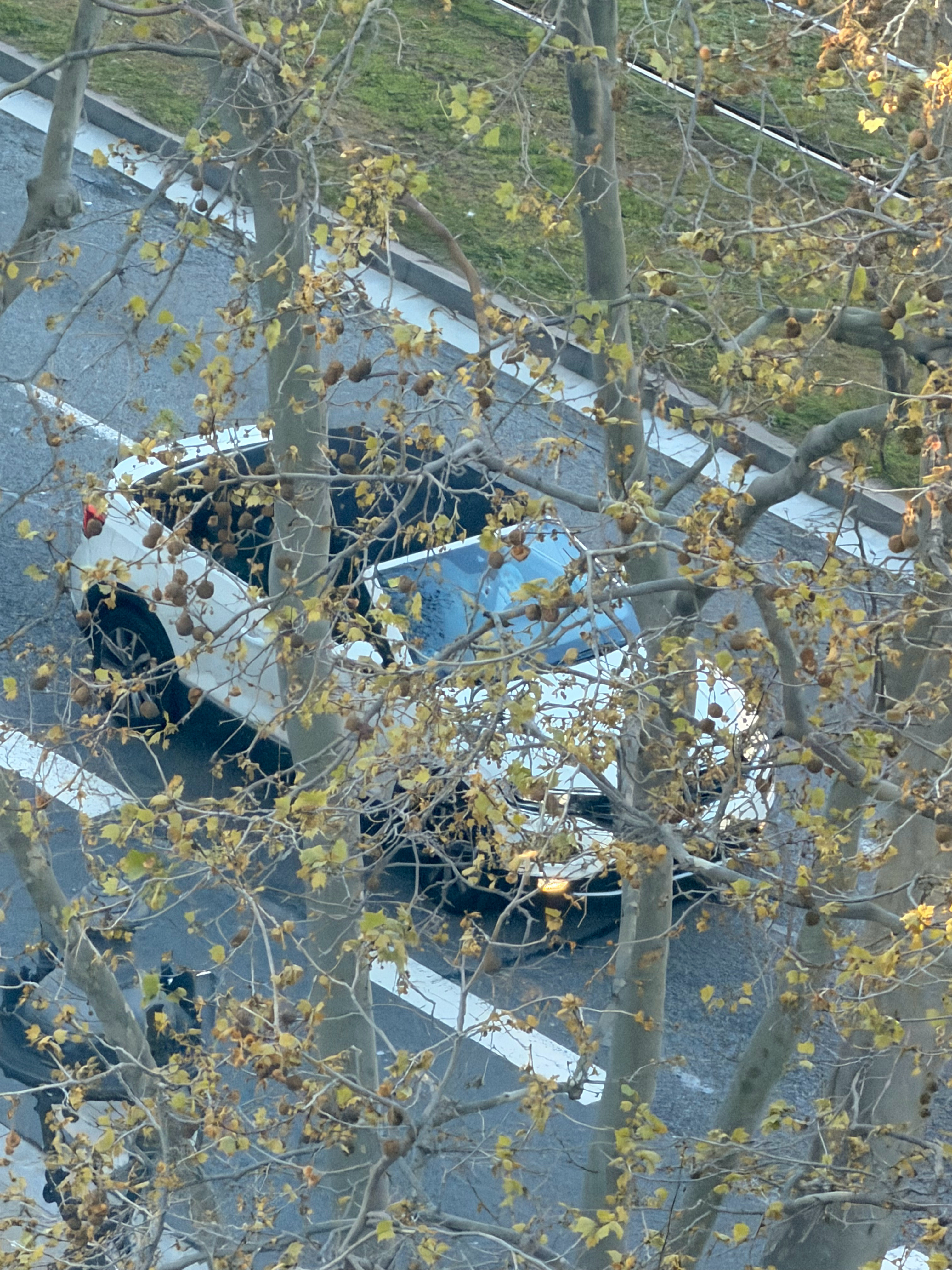 早上一起床看见了两辆神奇的大众老甲壳虫和探歌敞篷正经我记得探歌敞篷在国内卖过一段