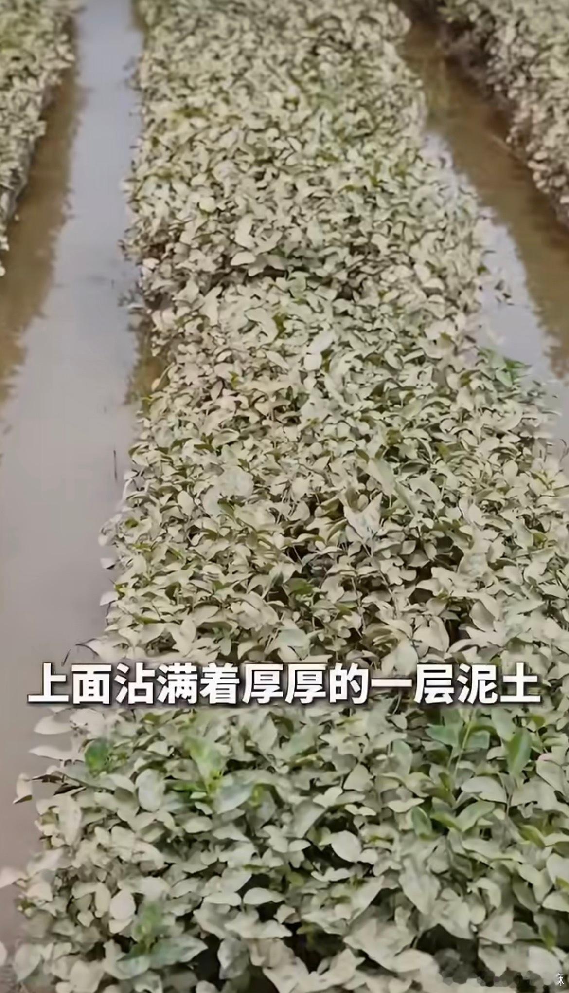 洪水渐退广西花农下田清洗茉莉花这些茉莉花都能恢复好，我平常就非常喜欢茉莉花，茶饮
