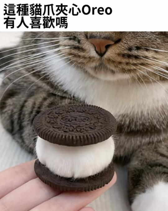 🐱猫咪搞笑梗图🧚