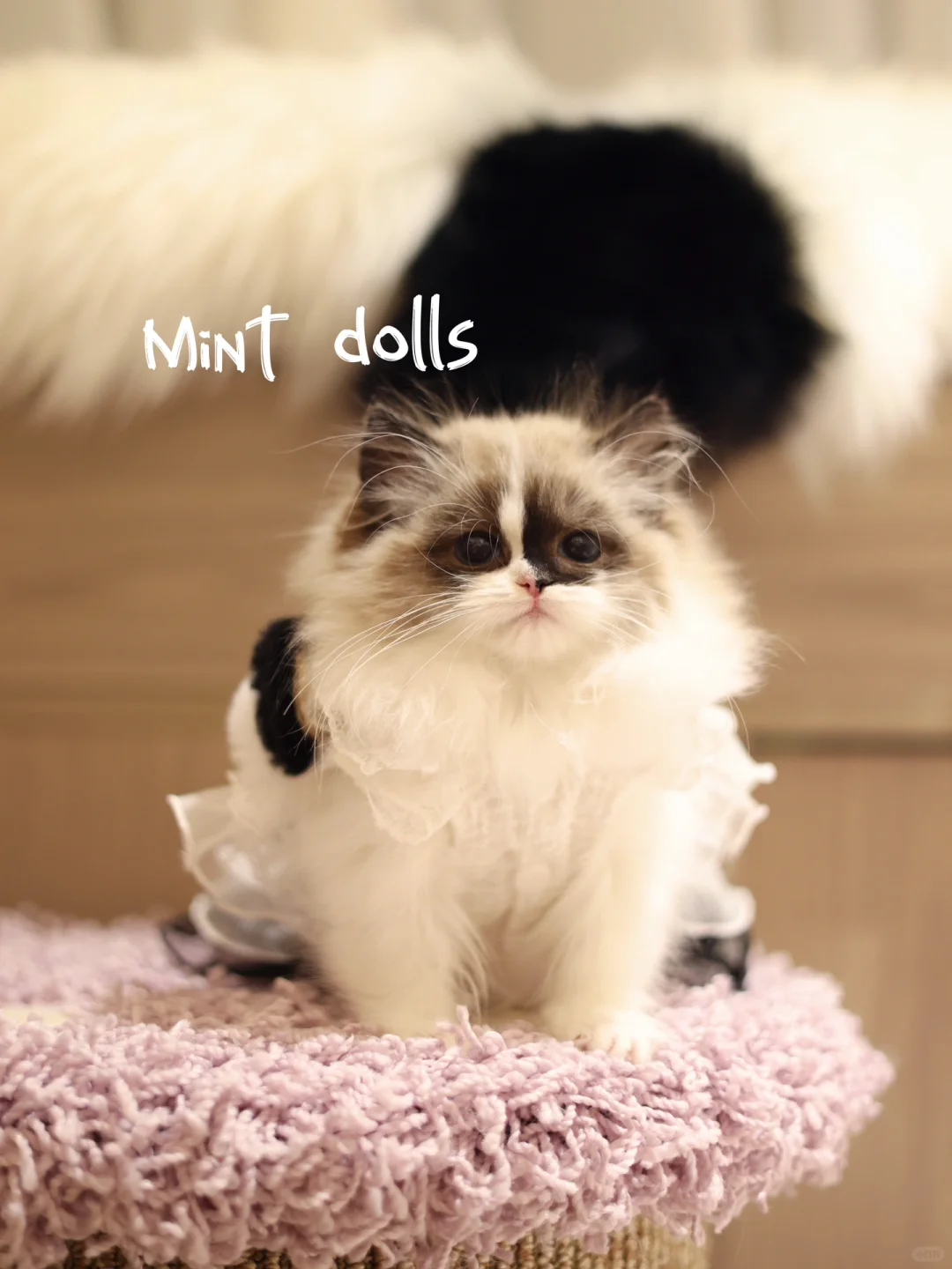 我超“特别”🐈‍