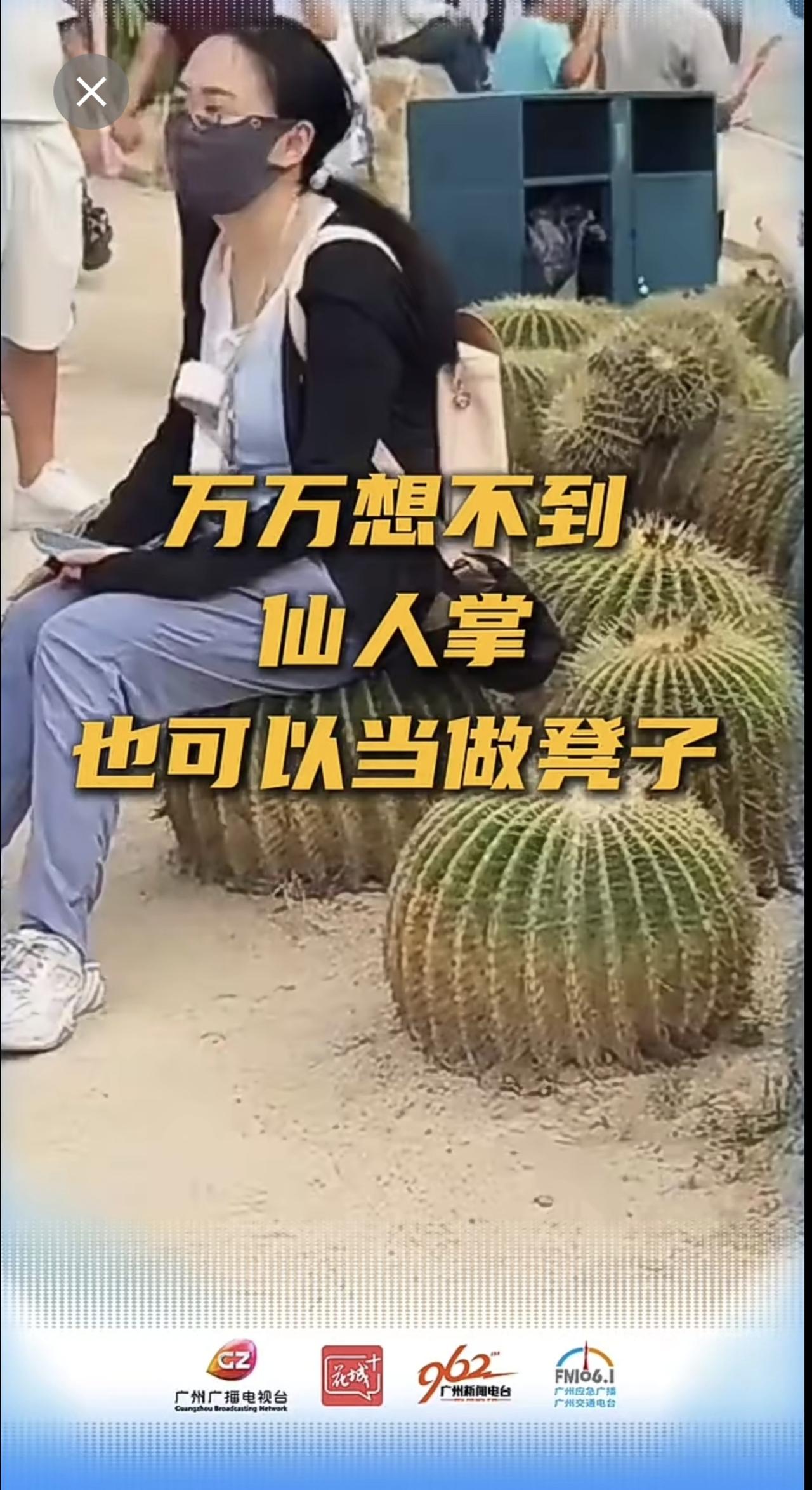 万万想不到，仙人掌还有被当座椅的一天。搞笑