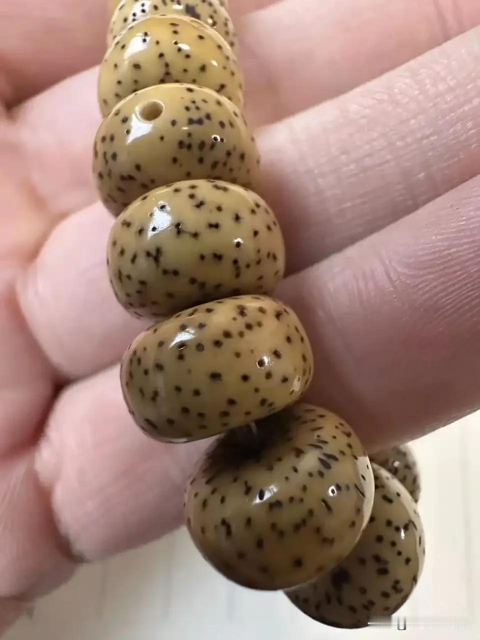 星月菩提和百香籽怎么选择呢？
自己一直玩星月，最近突然看上了百香籽，觉得它麻麻赖