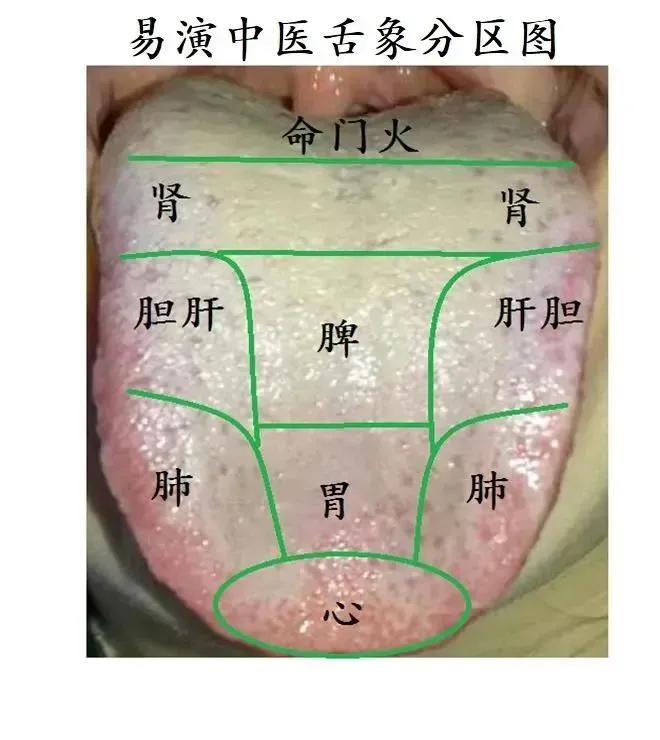 你是否知道，通过观察舌头就能大致了解我们五脏六腑的健康状况？今天，一张图让你轻松