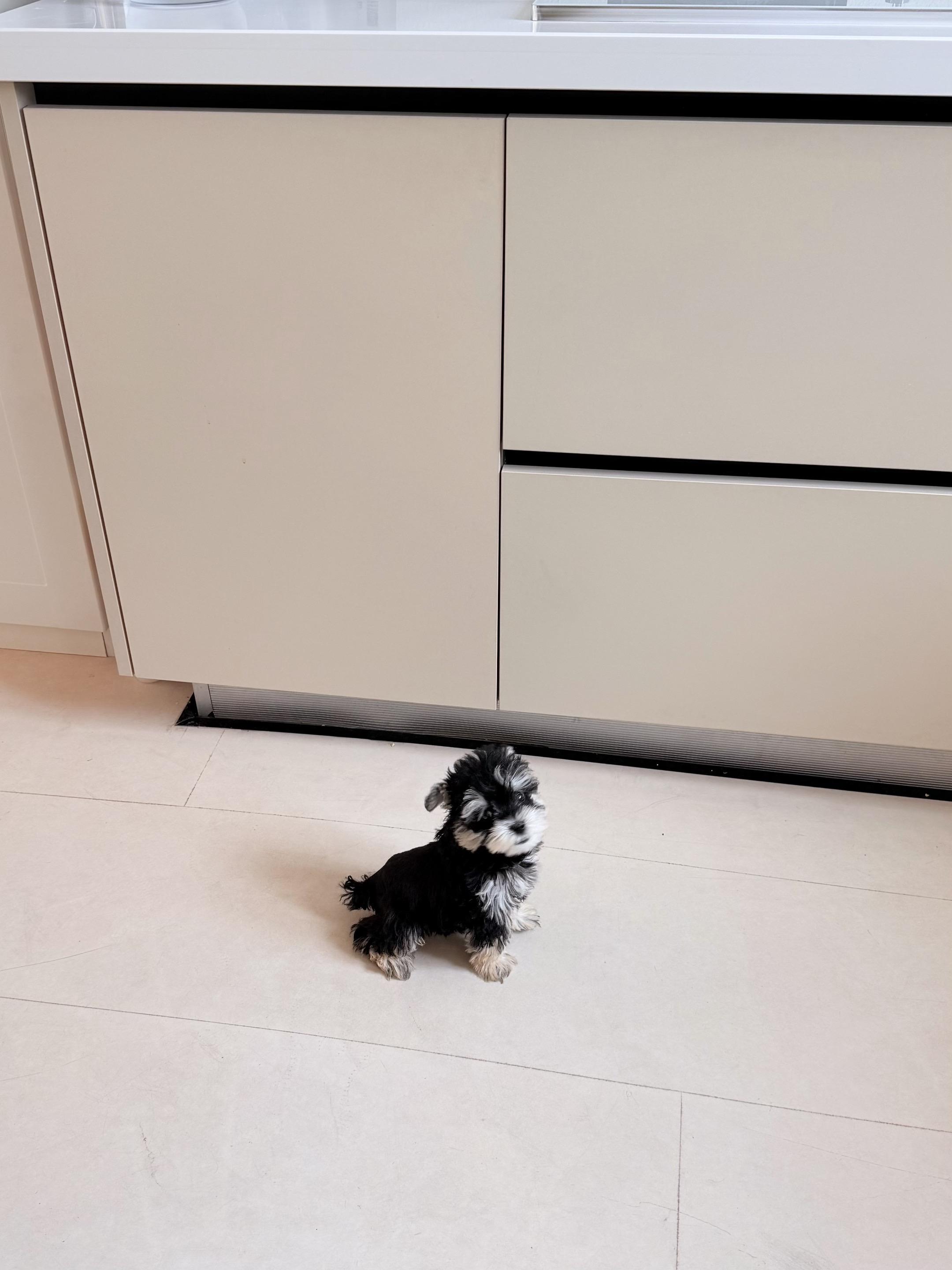 家里来了个小黑毛球🐶