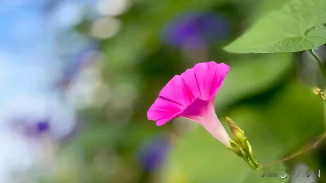 别人家高中娃都已经月考结束，成绩都公布了，我家的还在运动会中，租着礼服玩的不亦乐