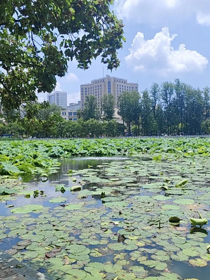 昆明的翠湖，那凉爽劲儿简直绝了！暑假来这儿避暑，太明智。
7月底到8月初，翠湖荷