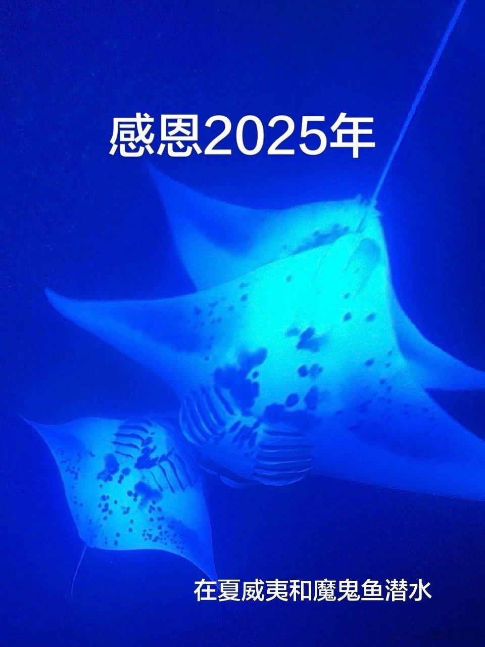 感恩2025（上）感恩这个虽然不顺，但依然精彩的一年 在夏威夷和魔鬼鱼畅游最佳世
