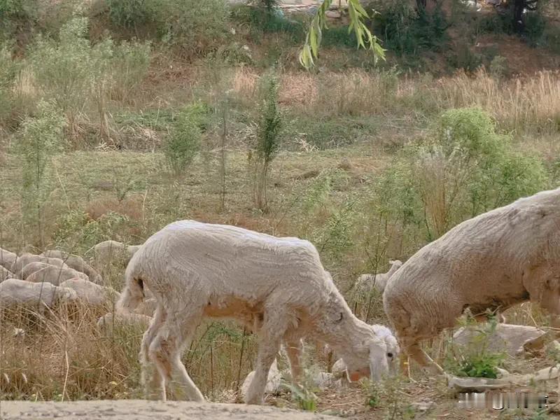 你愿意吗月薪开到1万6，不用打卡上班，不用看领导脸色。工作内容很简单，就是放养看
