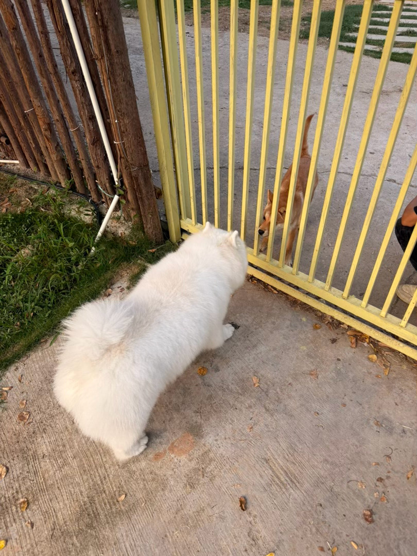 大猪小珠落玉盘 