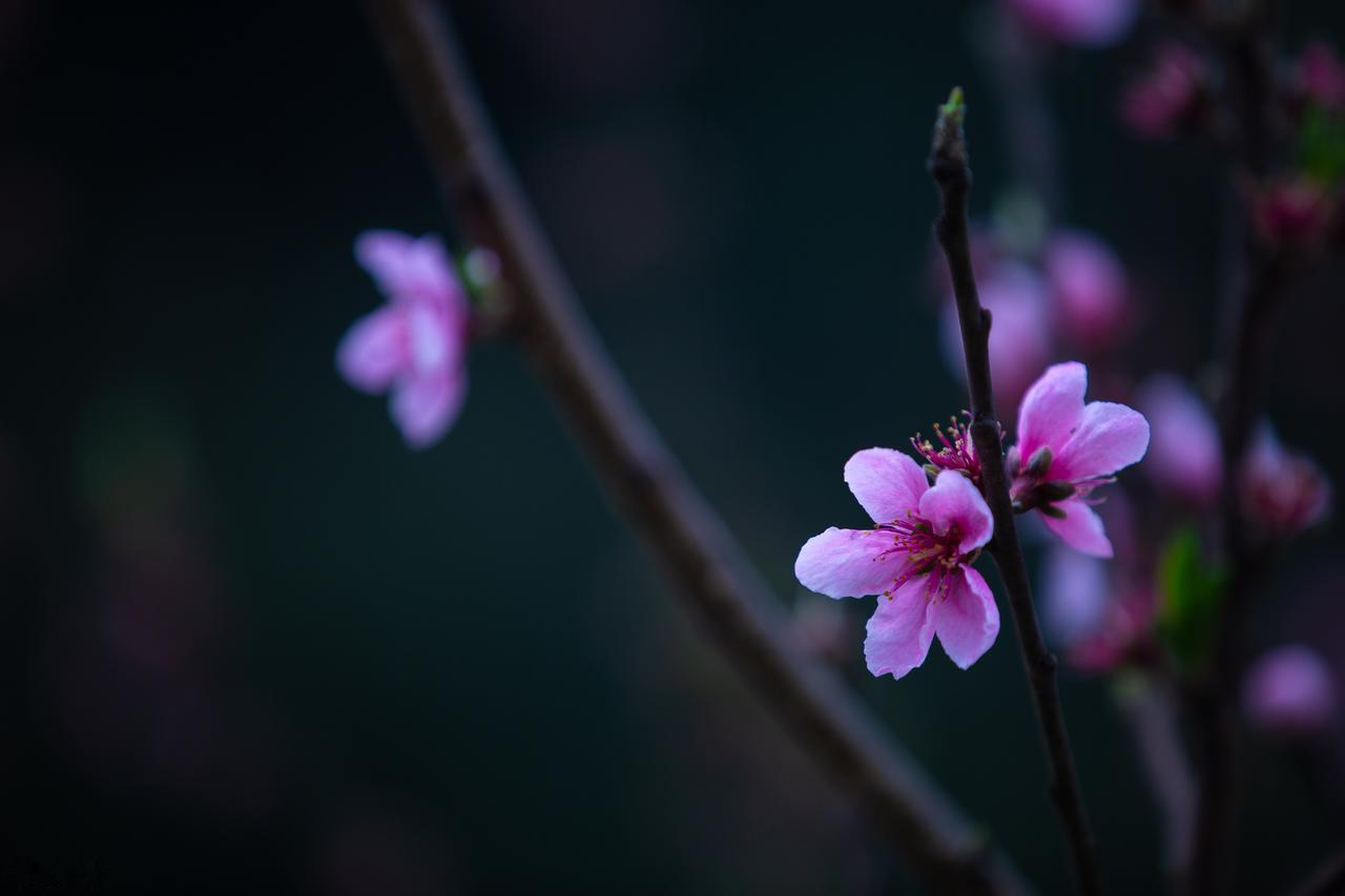 拍花不建议这样构图。
左边的树枝虽然被虚化，但相比主体的花枝依然明显更粗壮。
这
