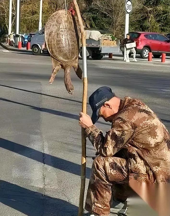 你遇见过吗

路边挂大王八

只要你开口问价，十个有九个都说“这不卖”，我之前也