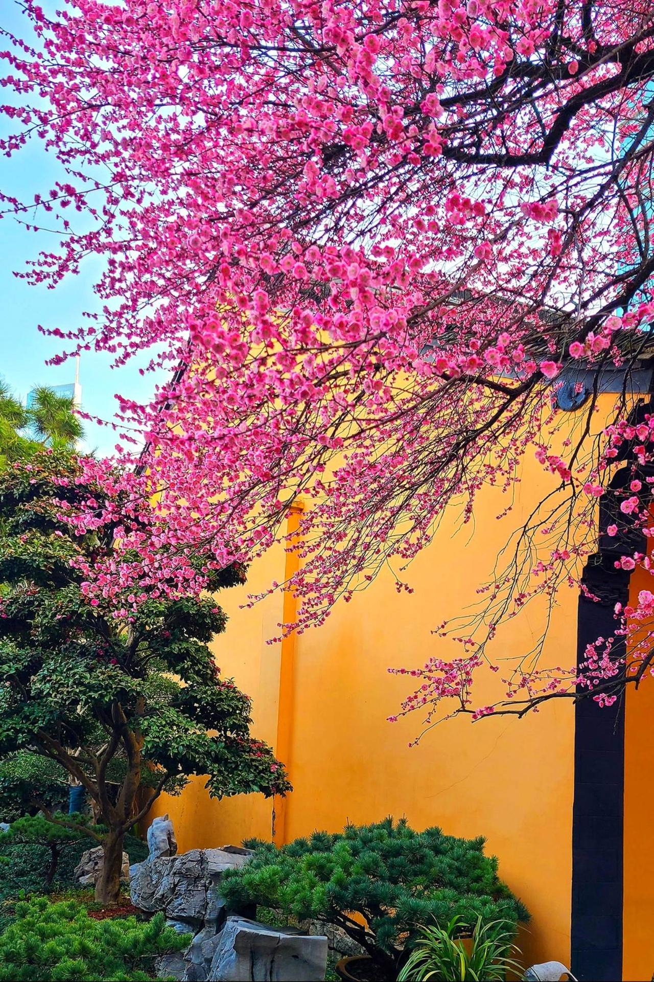 过了春节是正月，又到梅花开遍江南好时节，花红，花香，蹁跹舞蝴蝶，何不赏花江南，你