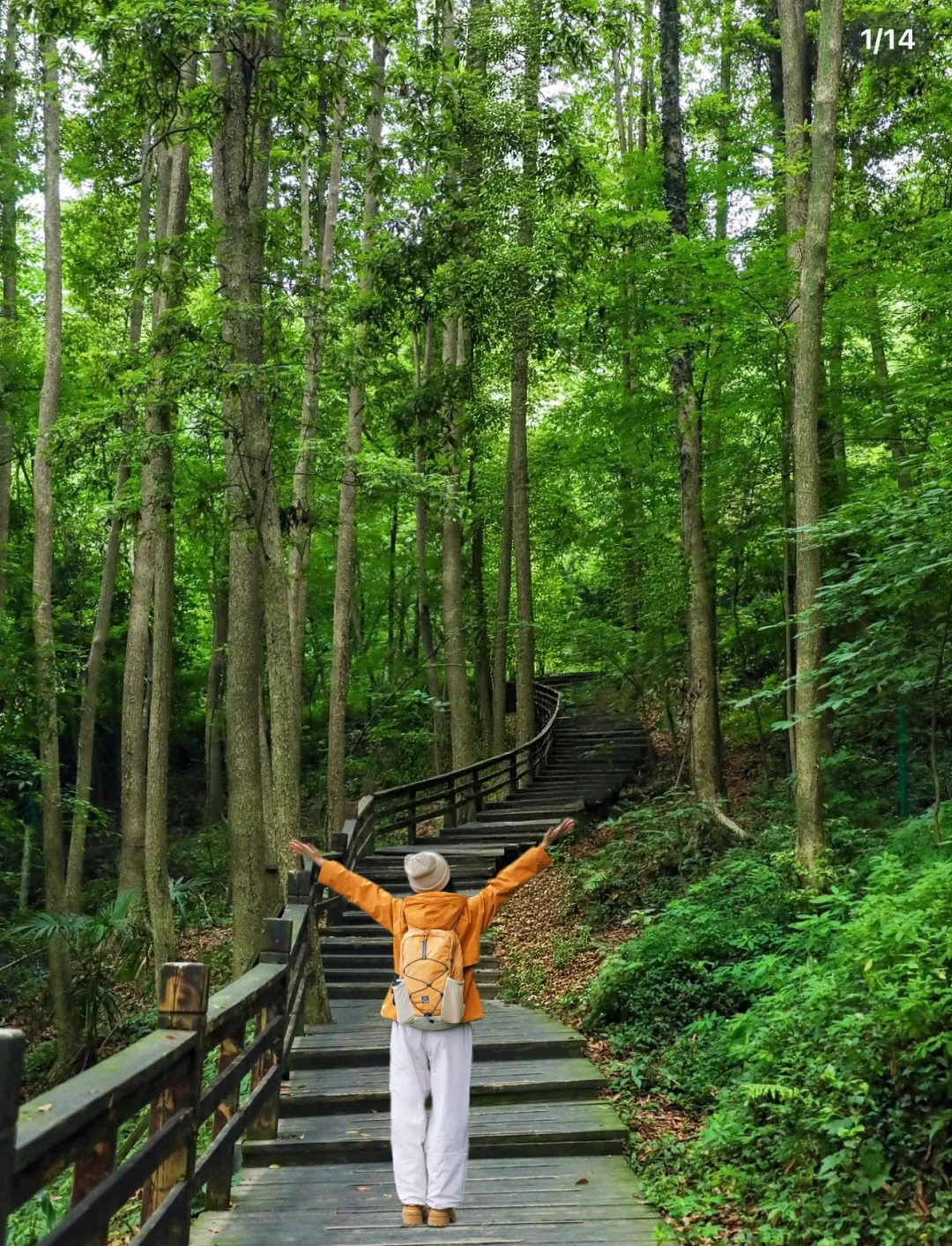 成都40分钟🍂 找到了不费腿的森林徒步路线~