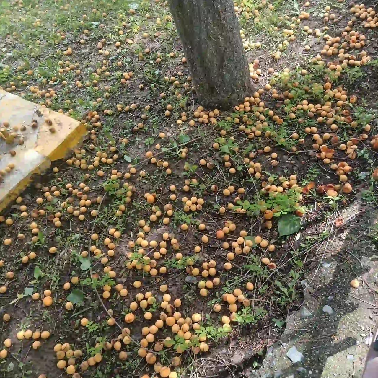 我也是长春的，我们这里的杏，掉的满地都是。没有人捡，踩得乱七八糟。倒是希望有人能