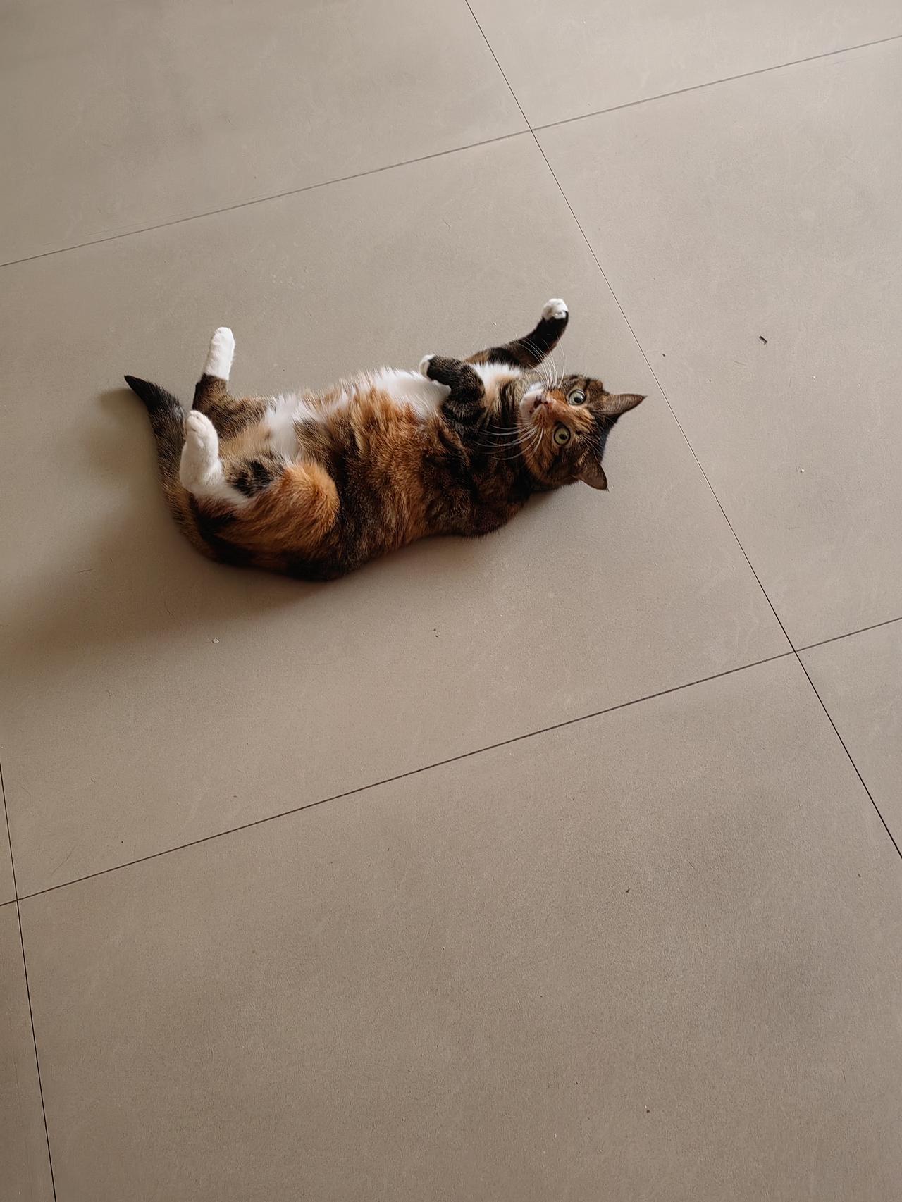 分享一下你家猫咪躺的照片
