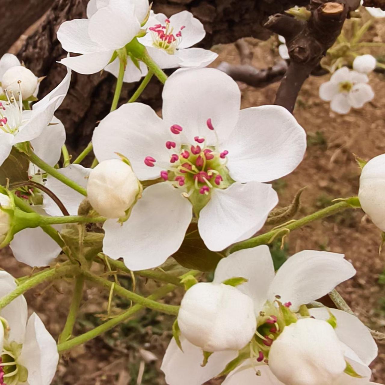 先去墓园给先人扫扫墓，摆上鲜花，说说话，心里踏实。
再全家出动，运河边遛弯、百狮