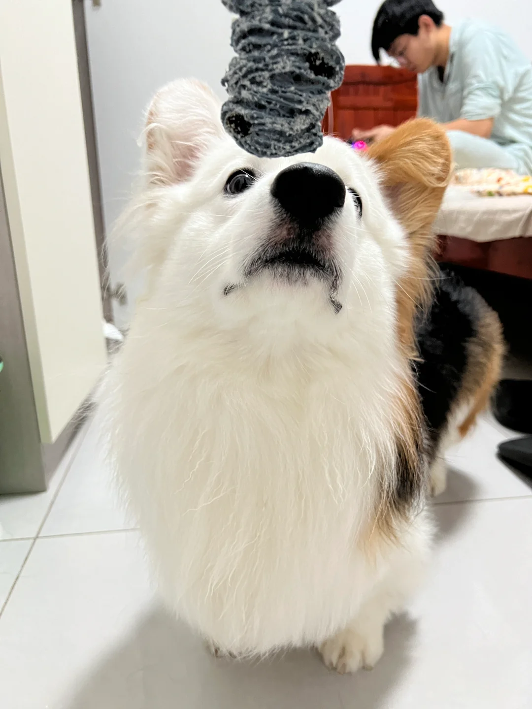 🐶：麻麻，想吃