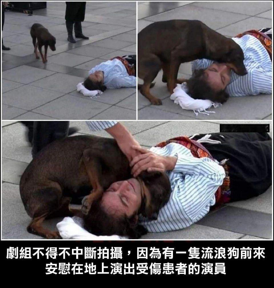 剧组不得不中断拍摄 ，因为有一只流浪狗前来安慰在地上演受伤患者的演员 