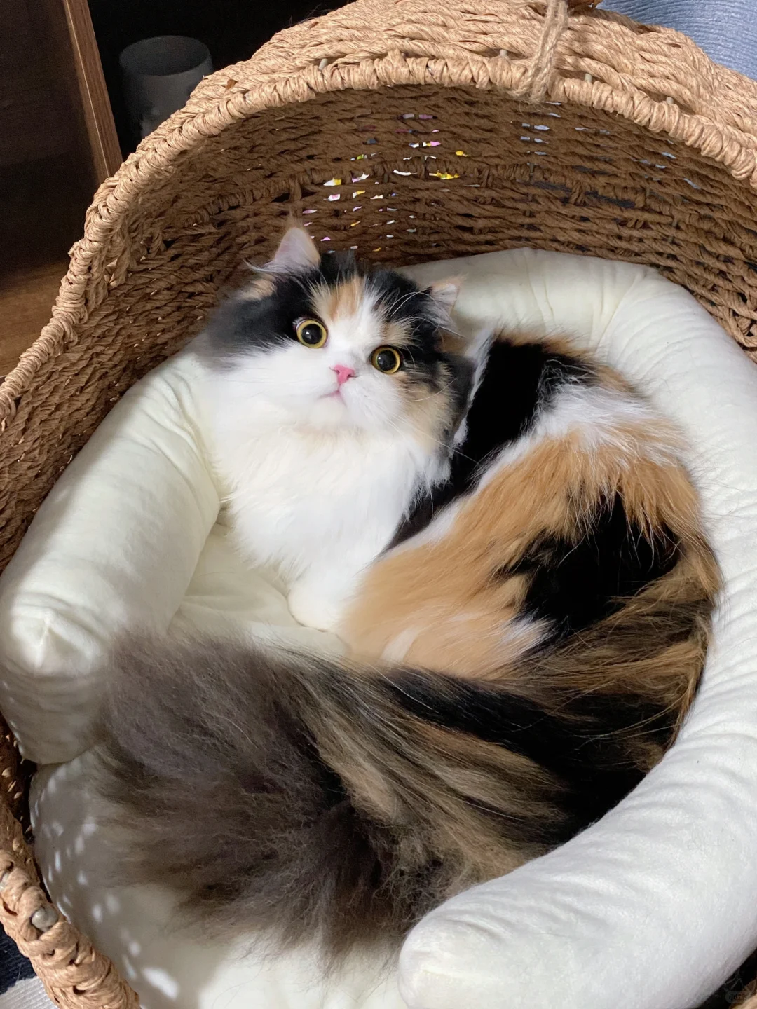 猫多大取决于窝有多大