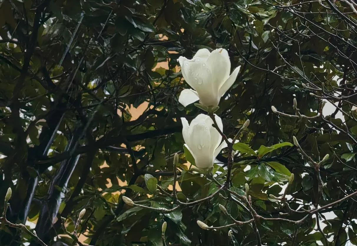 七绝.春雨中的玉兰花

小园春事几缤纷，
唯有玉兰花诱君。
细雨如酥纯素色，
一