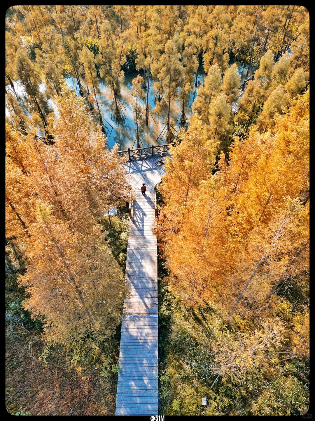 不是北欧森林！是温州三垟湿地水上杉林栈道！