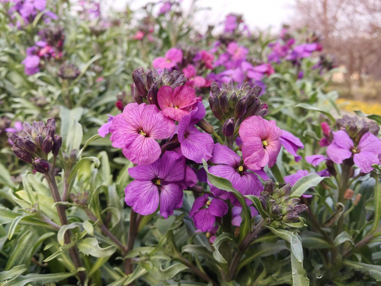 就问你们，今年过年都在哪里过呢？我们呢，因为女儿嫁出去了在婆家过。

我们自己呢