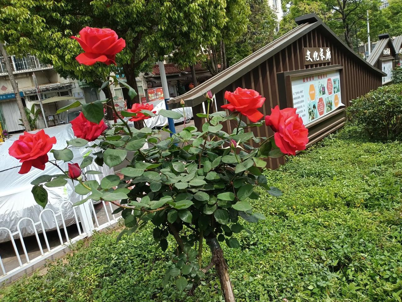 婷婷玉立玫瑰红，美美诱人笑春风？千姿万态只为景，化作仙子醉红尘！