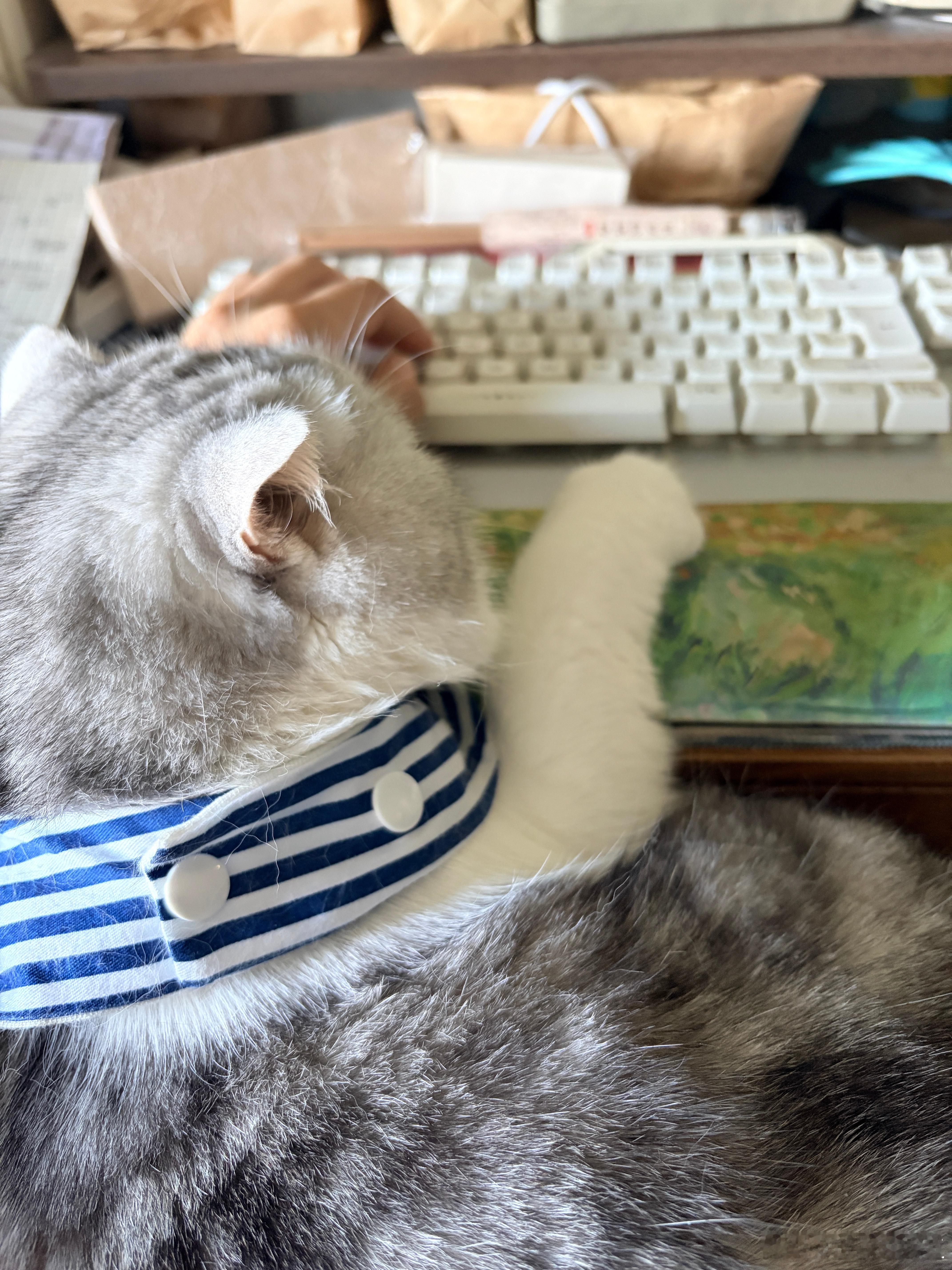 和小猪一起干活。 