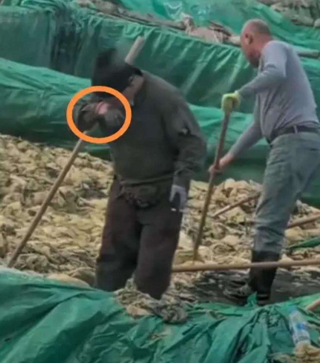 看到这一幕，胃里翻江倒海，肠子都想吐出来。辽宁一酸菜腌制加工点，一位大叔脚踩酸菜