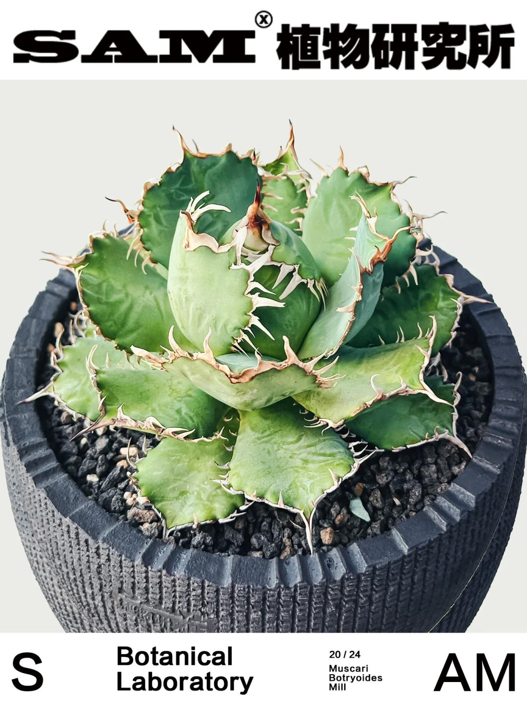 蕾丝龙舌兰｜Agave Titanota Filigree.