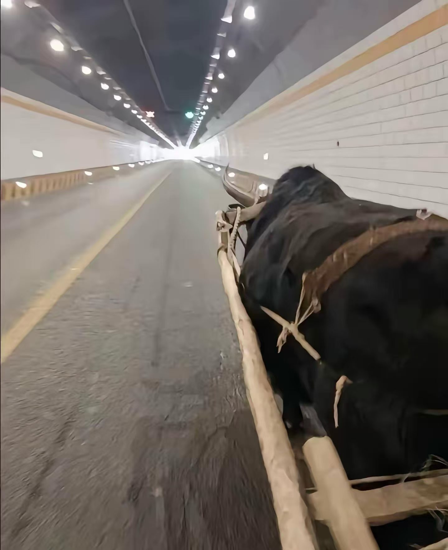 抢不到票，坐牛车回家 