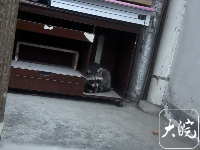 【，专家：大概率为养殖逃逸个体，浣熊虽可爱但要保持距离】 近日，合肥市十里庙路省