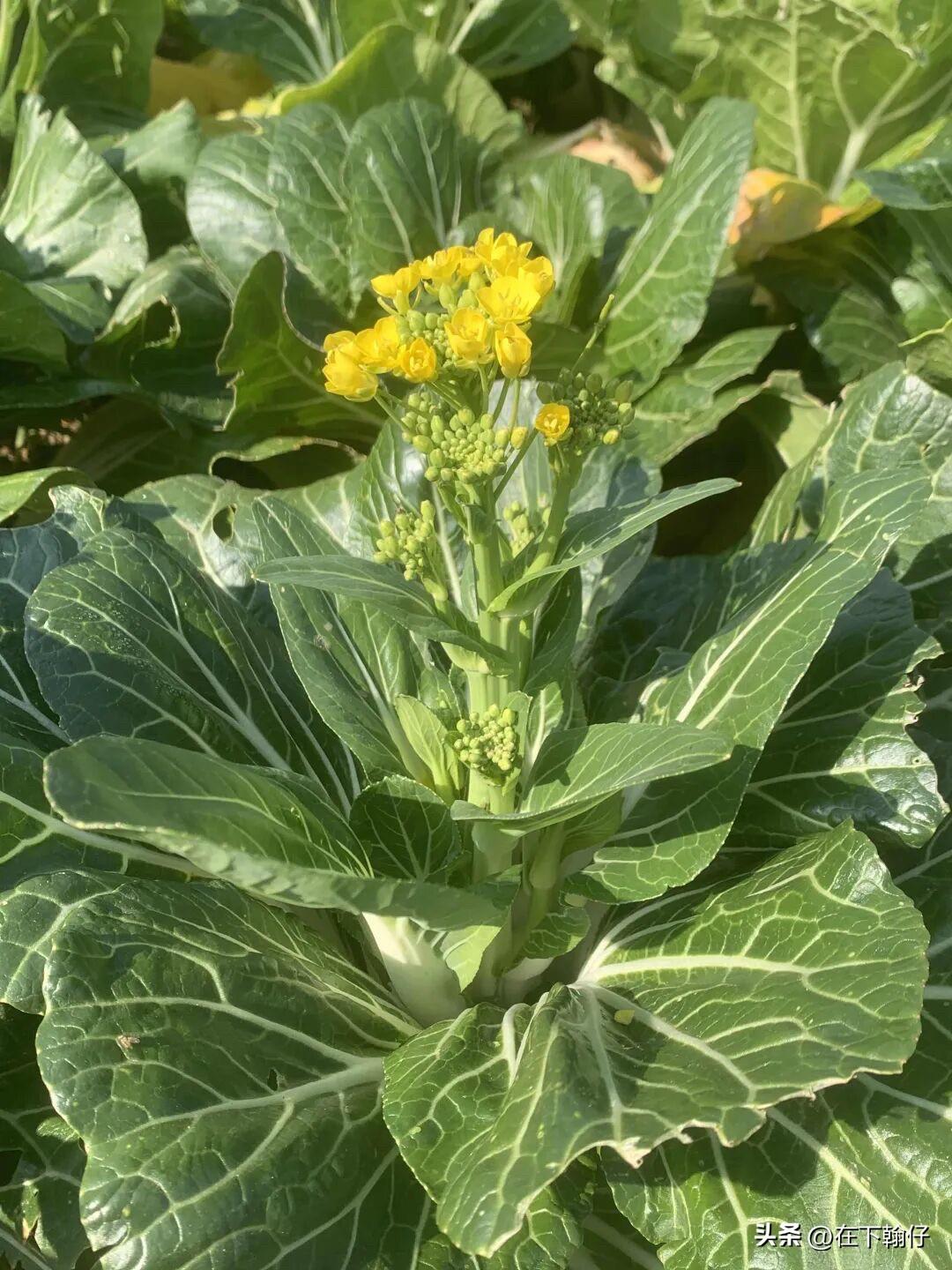 今年这个冬天确实不怎么冷，以往每年冬天我都会提前买100个暖宝宝，上班的时候喜欢