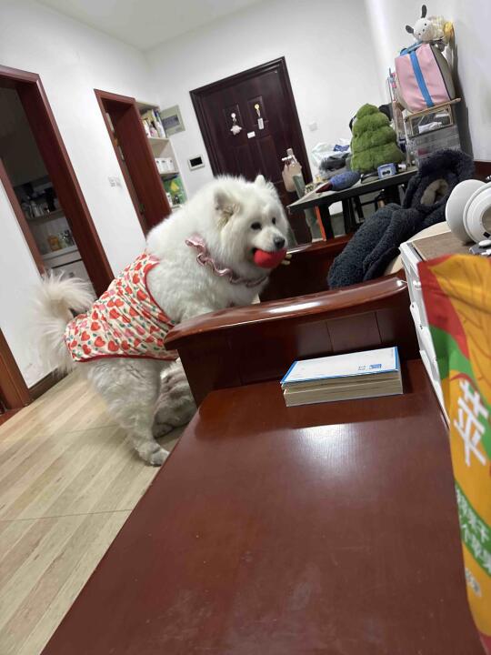 强盗猪咪偷用过的玩具货币来买零食