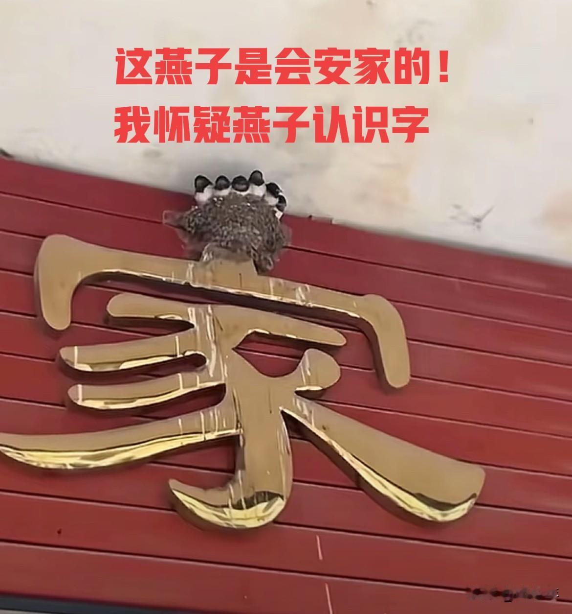 我怀疑这燕子认识字，怎么就这么会做窝呢！刚刚好安在家字的顶上！