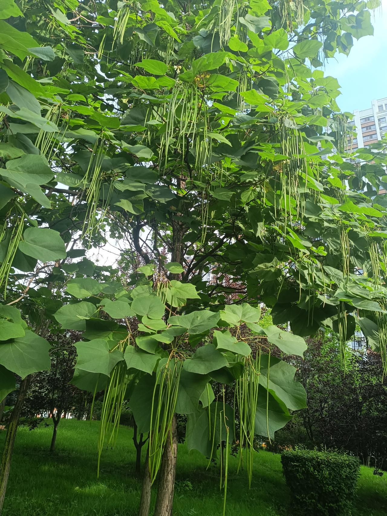 公园里的梓树挂满细长青荚，垂落如成串细豆角。它是紫葳科梓属乔木，心形大叶辨识度极