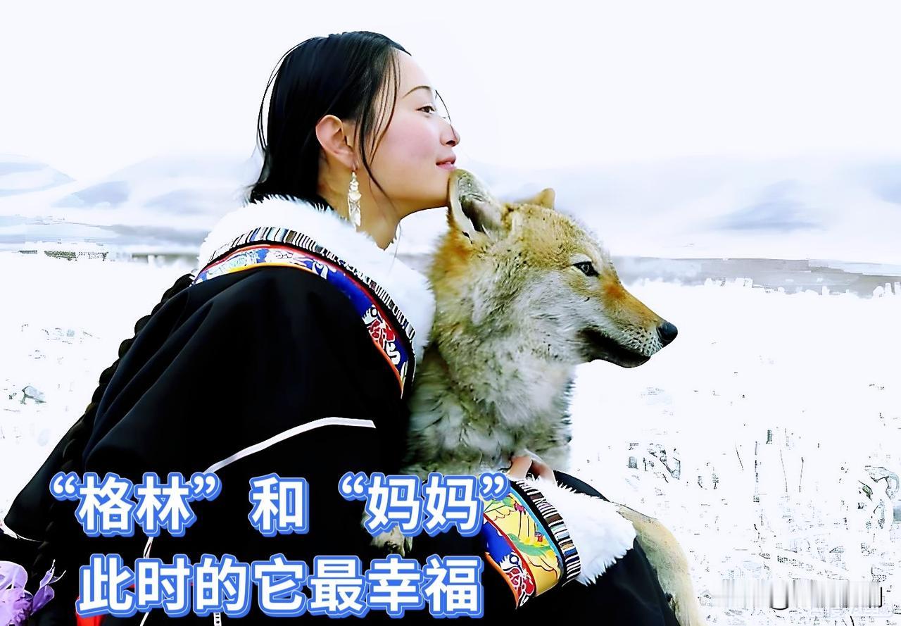 在“妈妈”的怀抱里，此刻的“格林”是幸福的…

但放逐草原，重返狼群的格林却是痛