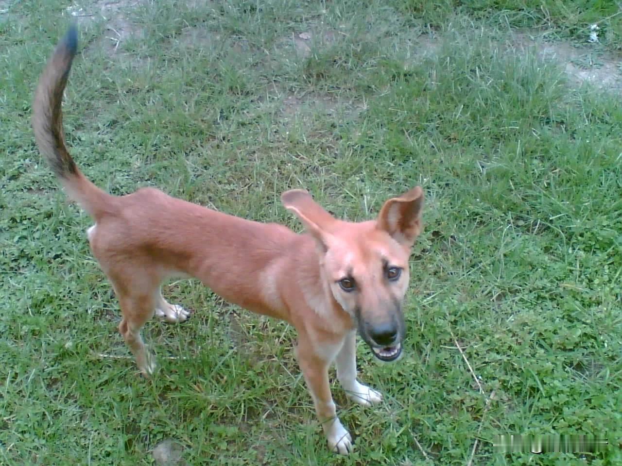 2008年暑假，从内地某大学辞职回到老家，第一次也是最后一次见到了咱们家的旺财，