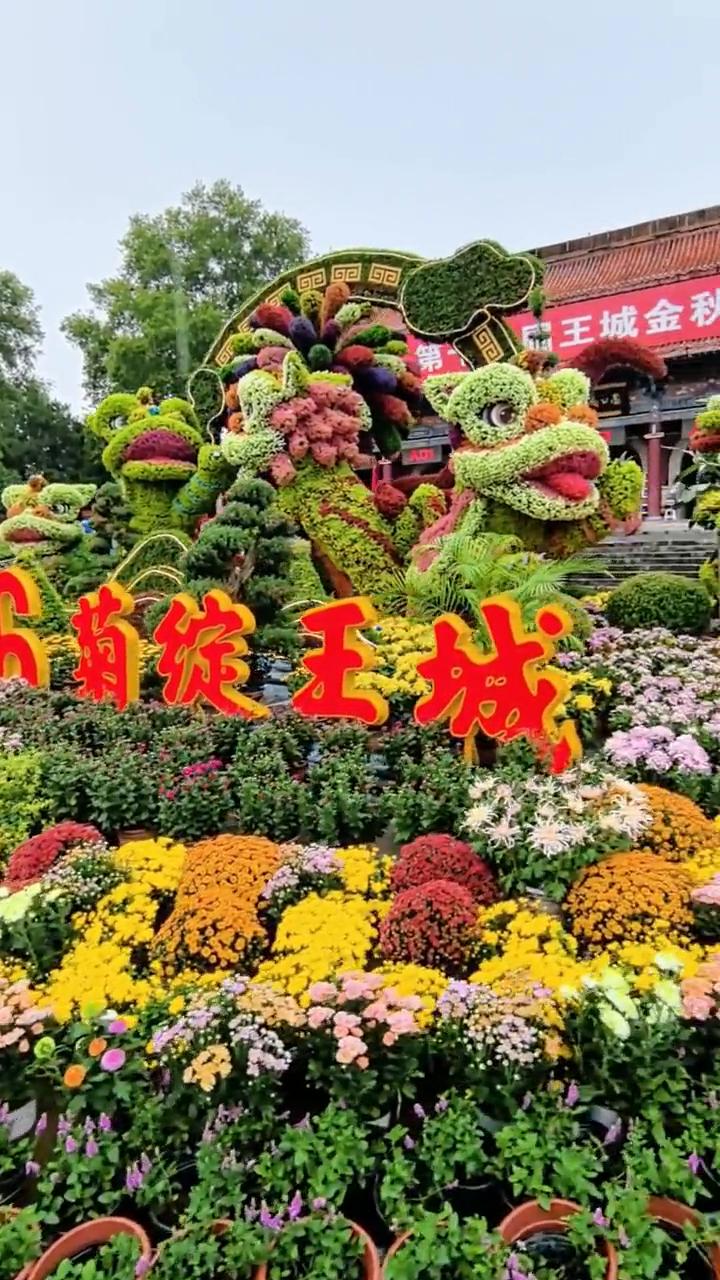 金秋菊展，洛阳王城花好人欢。
大雨之中，洛阳王城公园盛大开启立意创新花美人欢。国