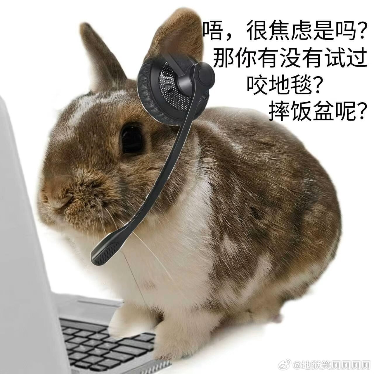 1313🐰你好，兔兔心理热线 